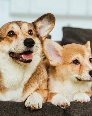 Pet Policy